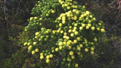 Microcybe pauciflora