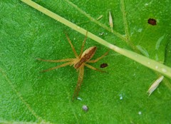 Dolomedes sulfureus