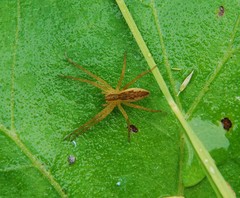 Dolomedes sulfureus