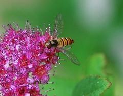 Episyrphus balteatus