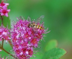 Episyrphus balteatus