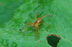 Dolomedes sulfureus