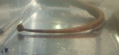 Bellybarred Pipefish photo 4