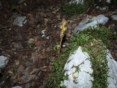 Monotropa hypopitys hypophegea