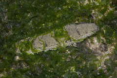 Holothuria scabra