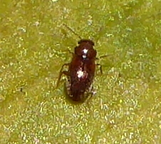 Cryptophagini