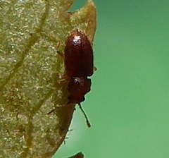 Cryptophagini
