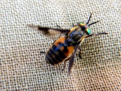 Chrysops vittatus