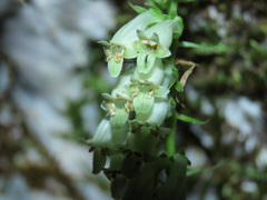 Digitalis micrantha