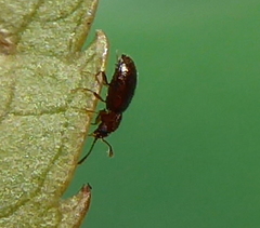 Cryptophagini