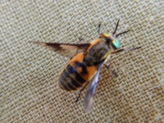 Chrysops vittatus