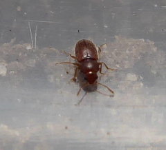 Cryptophagini