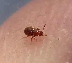 Cryptophagini