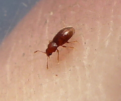 Cryptophagini