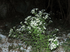 Tanacetum corymbosum
