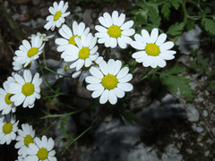 Tanacetum corymbosum