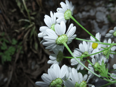 Tanacetum corymbosum