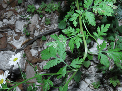 Tanacetum corymbosum