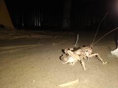 Schizodactylus monstrosus