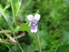 Viola eminens