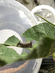 Acronicta rumicis