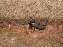 Thelyphonus sepiaris