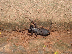 Thelyphonus sepiaris