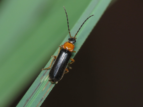 Cratosilis sicula
