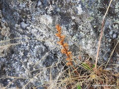 Orobanche minor