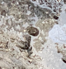 Carcinoscorpius rotundicauda