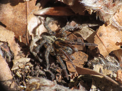 Arctosa personata
