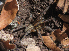 Arctosa personata