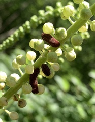 Celastrina neglectamajor