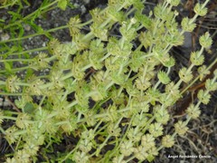 Sideritis hirsuta