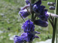 Delphinium fissum