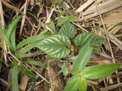 Cissus discolor