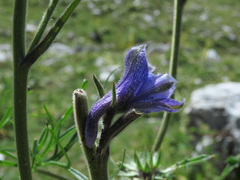 Delphinium fissum