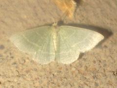 Chlorochlamys appellaria