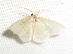 Chlorochlamys appellaria