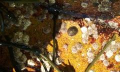 Testudinalia testudinalis