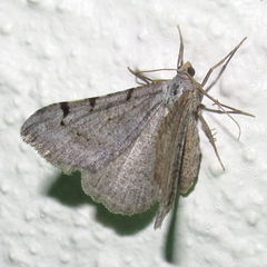 Digrammia triviata
