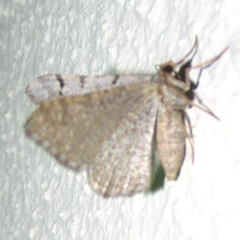 Digrammia triviata