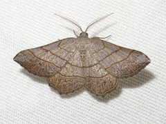 Eumacaria madopata