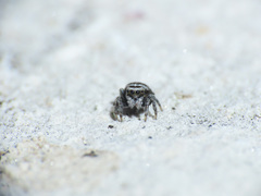 Attulus atricapillus