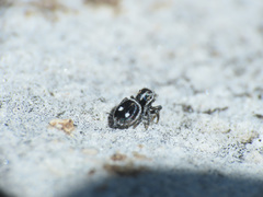 Attulus atricapillus