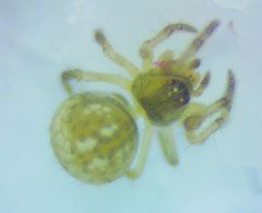 Mysmenidae