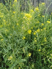 Sisymbrium loeselii