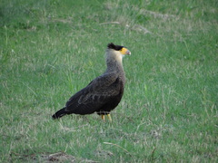 Caracara plancus