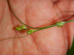 Carex remota