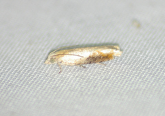 Pseudexentera costomaculana